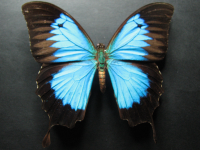 Papilio ulysses joesa - Adult